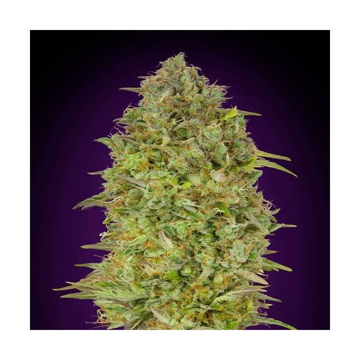Skunk 47 Feminizada de Advanced Seeds