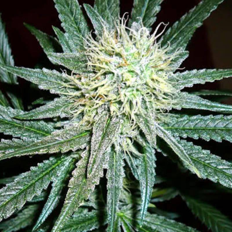 Amnesia Cordobesa Feminizada de Amnesia Cordobesa Feminizada de