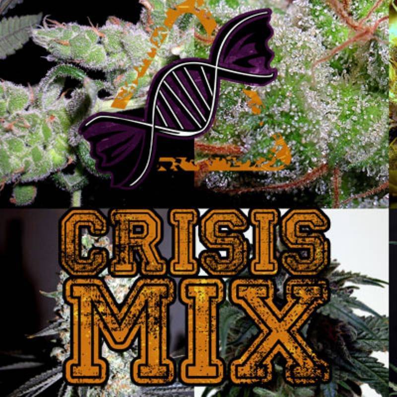 Crisis Mix Feminizada de 