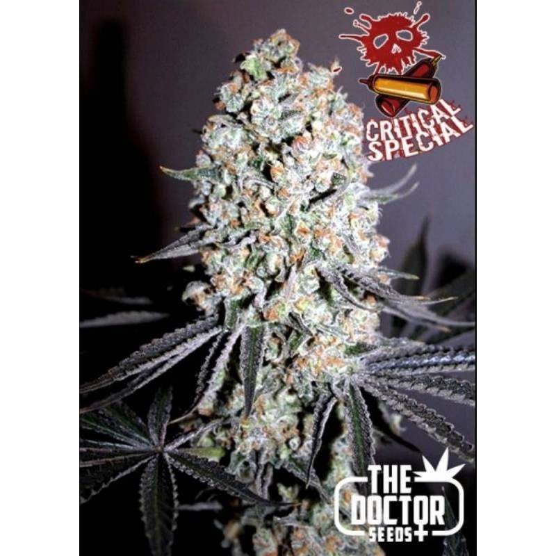 Critical Special Feminizada de Critical Special Feminizada de