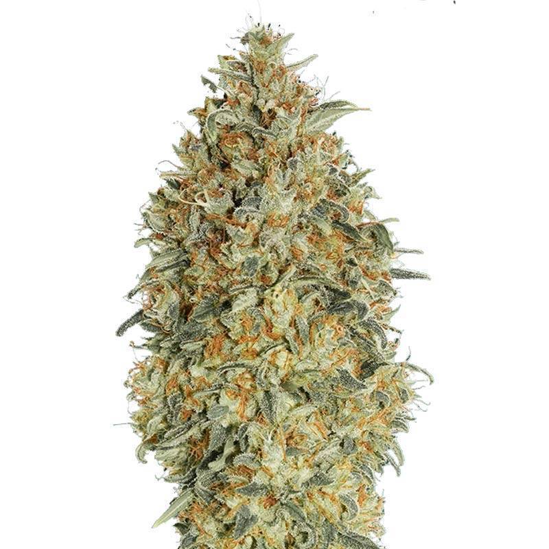 Gorilla Blue Autofloreciente Feminizada de Advanced Seeds Gorilla Blue Autofloreciente Feminizada de Advanced Seeds