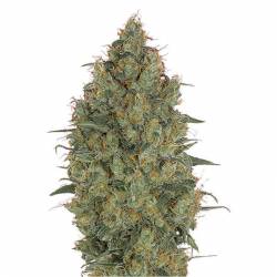 Strawberry Gum Feminizada de Advanced Seeds