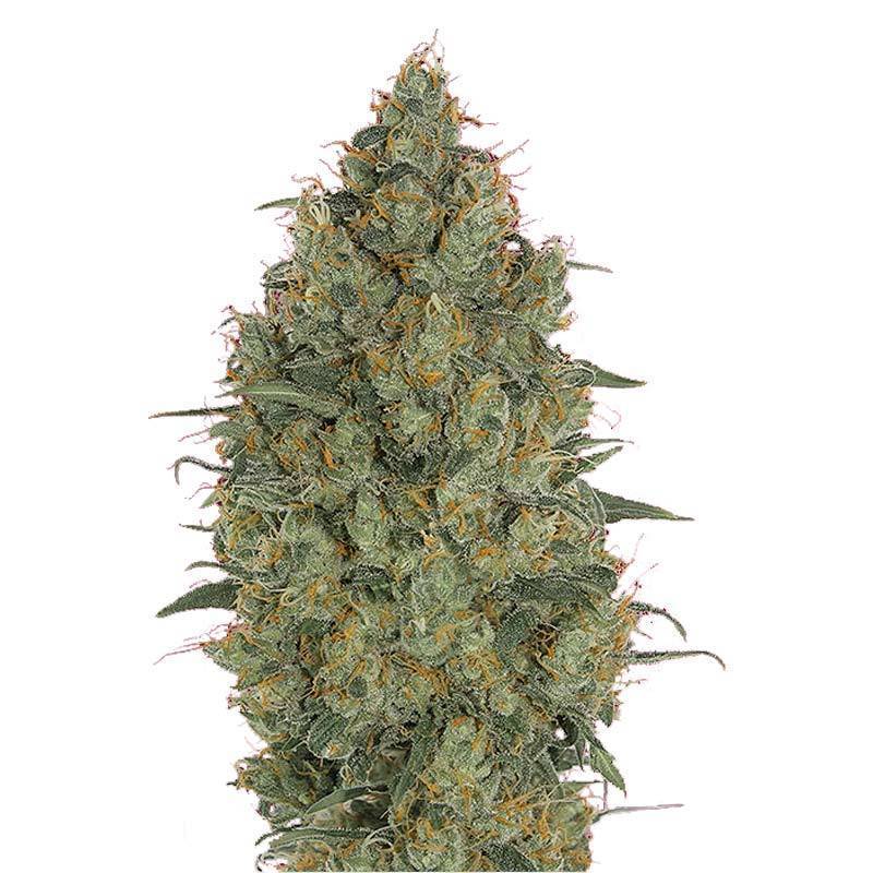 Strawberry Gum Feminizada de Advanced Seeds Strawberry Gum Feminizada de Advanced Seeds