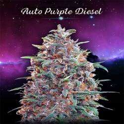 Purple Diesel Autofloreciente Blister x 1 de Advanced Seeds