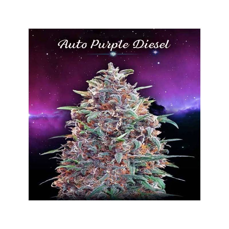 Purple Diesel Autofloreciente Blister x 1 de Advanced Seeds