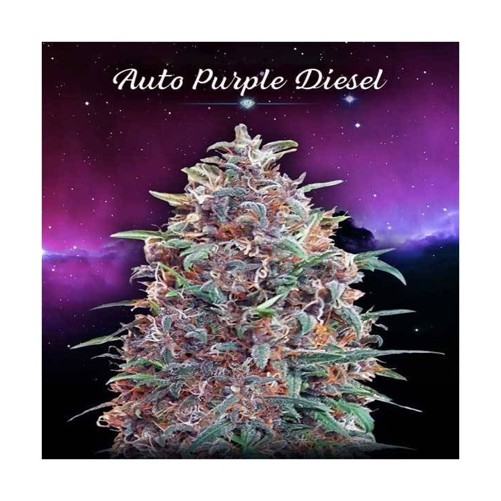 Purple Diesel Autofloreciente Blister x 1 de Advanced Seeds