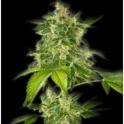 Haze Autofloreciente Feminizada de The Bulldog Seeds