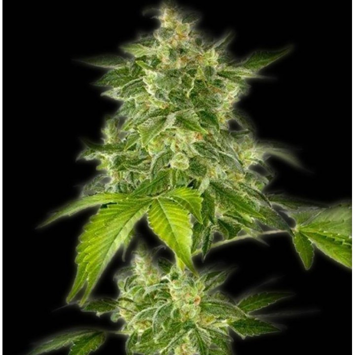 Haze Autofloreciente Feminizada de The Bulldog Seeds