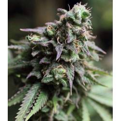 Blue Dream Feminizada de The Bulldog Seeds