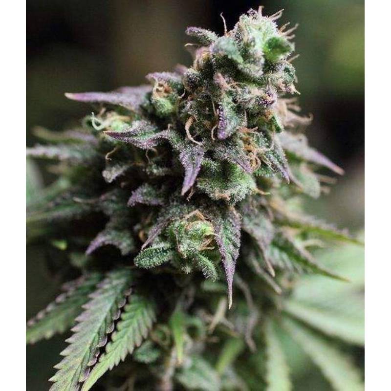 Blue Dream Feminizada de The Bulldog Seeds