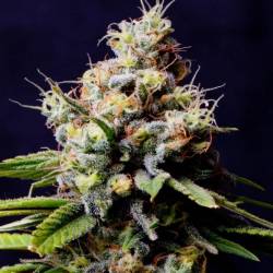 Blueberry 420 Autofloreciente Feminizada de The Bulldog Seeds