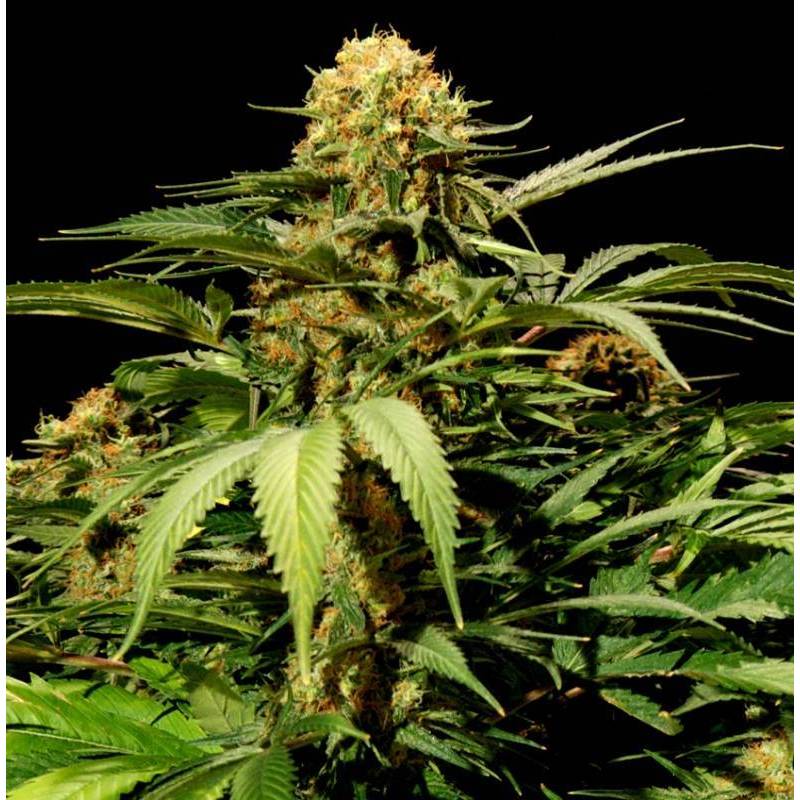 Bullshark Feminizada de The Bulldog Seeds