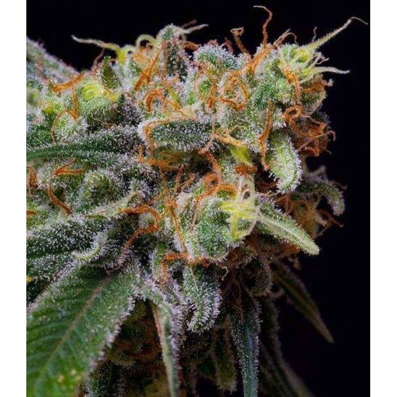 Caramelicious Feminizada de The Bulldog Seeds