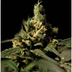 Citral Skunk Feminizada