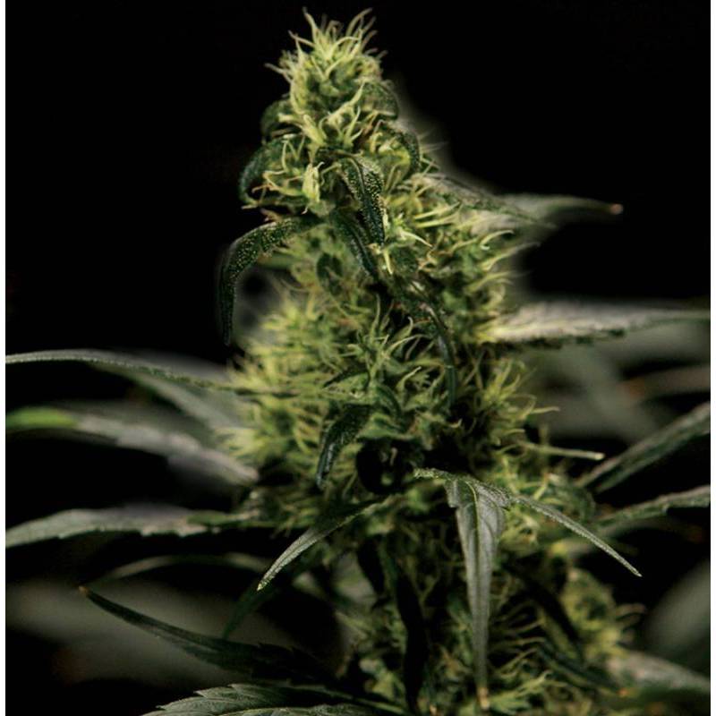 Energy Haze Feminizada de The Bulldog Seeds