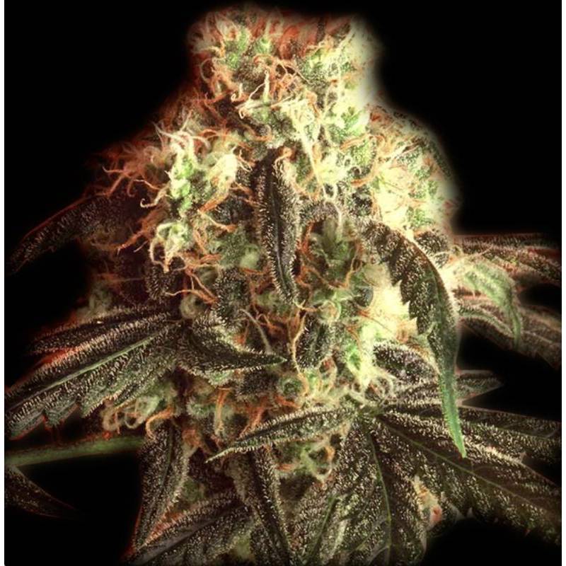 Fast Ryder I Autofloreciente Feminizada de The Bulldog Seeds