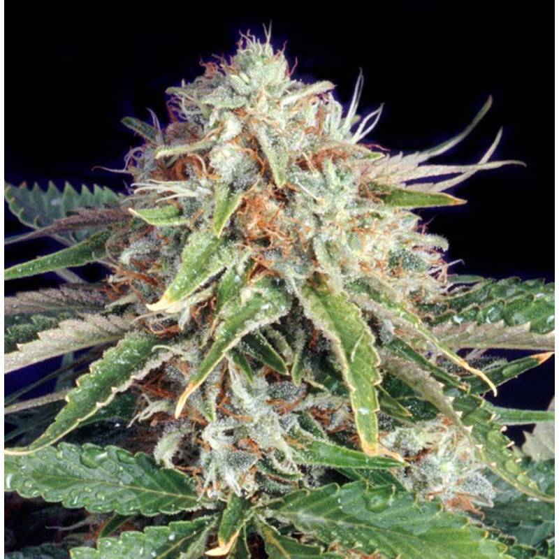 Fast Ryder II Autofloreciente Feminizada de The Bulldog Seeds