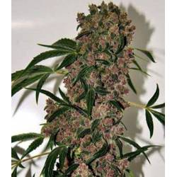 Girl Scout Cookies Extreme Feminizada de The Bulldog Seeds