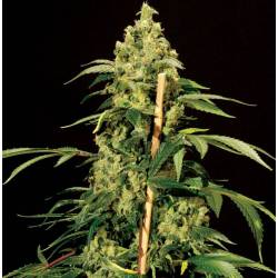 Jack Herer Feminizada