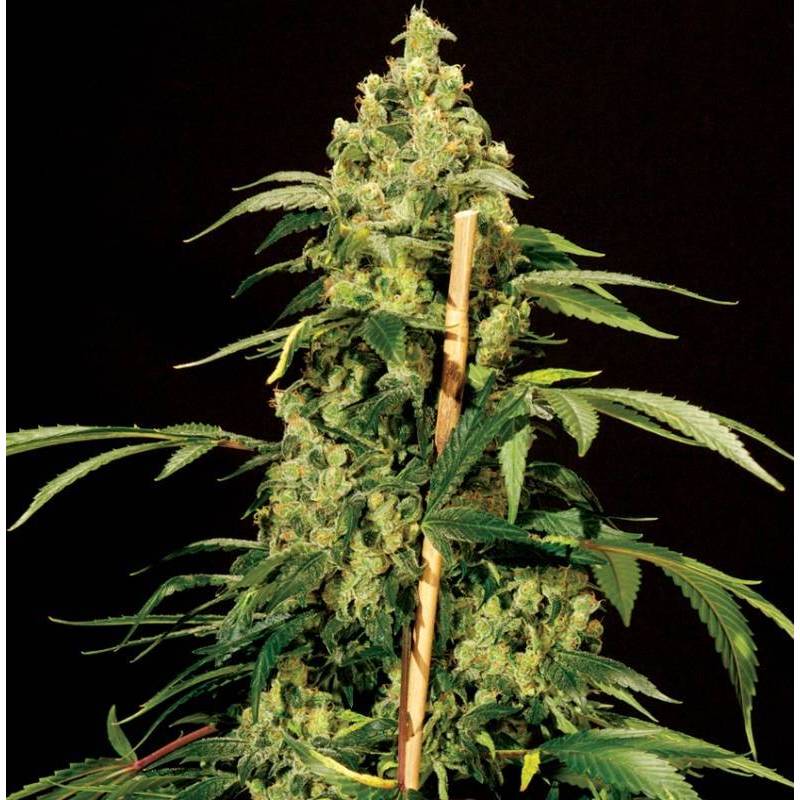 Jack Herer Feminizada de The Bulldog Seeds