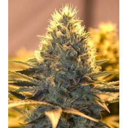 Jack Herer Autofloreciente Feminizada de The Bulldog Seeds