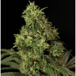 Northern Light Feminizada de The Bulldog Seeds