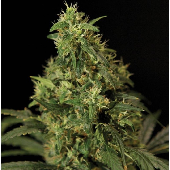 Northern Light Feminizada de The Bulldog Seeds