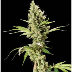 Sour Diesel Feminizada de The Bulldog Seeds