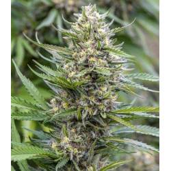 Strawberry Ice Feminizada de The Bulldog Seeds