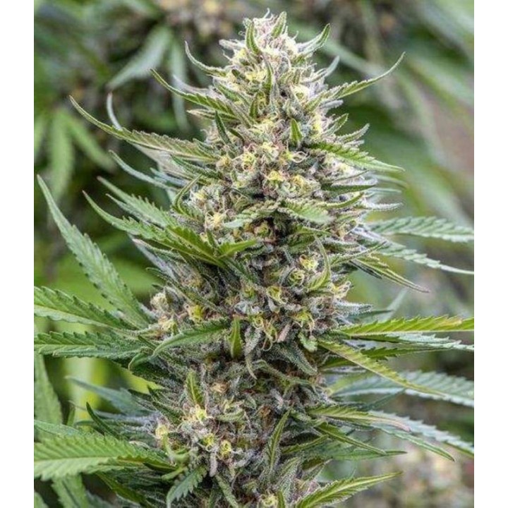 Strawberry Ice Feminizada de The Bulldog Seeds