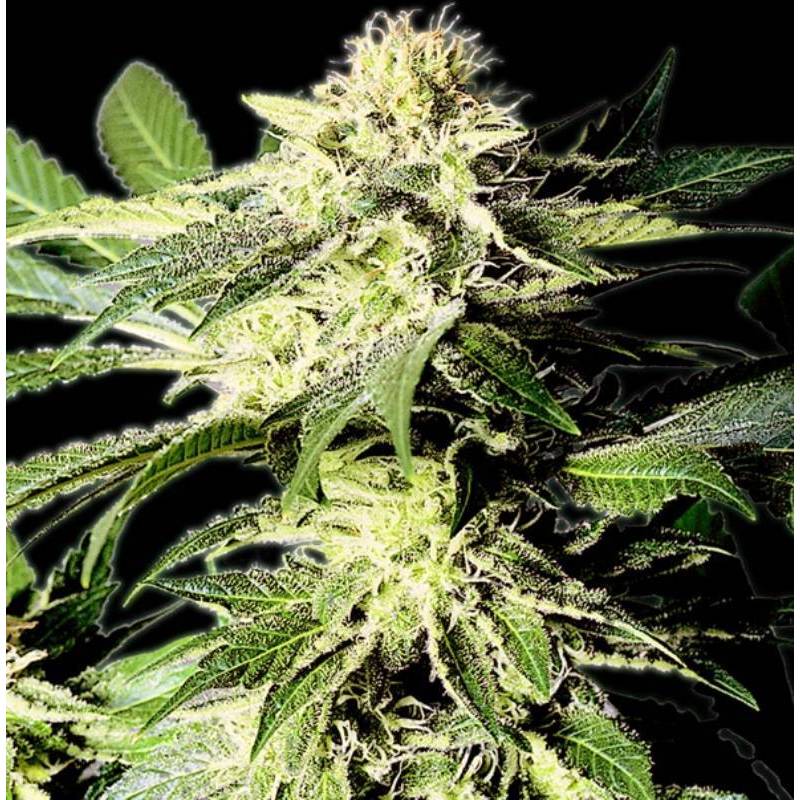 The Bulldog Skunk Regular de The Bulldog Seeds