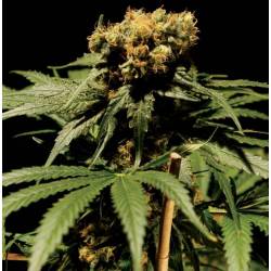 The Chronic Feminizada de The Bulldog Seeds