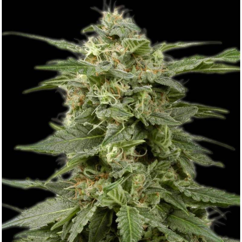 White Widow Feminizada de The Bulldog Seeds