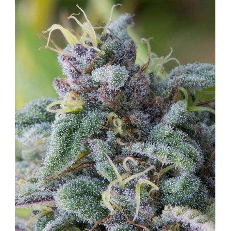 Mataro Blue Feminizada de The Bulldog Seeds