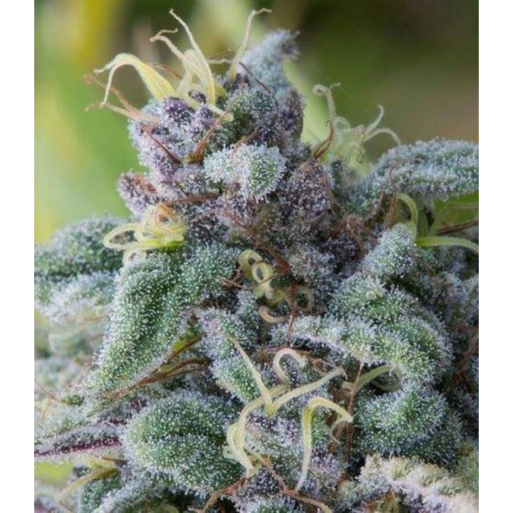 Mataro Blue Feminizada de The Bulldog Seeds