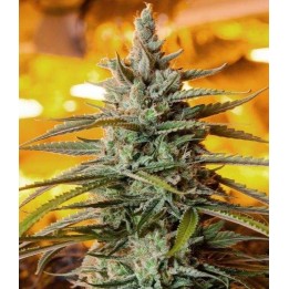 Northern Light Autofloreciente Feminizada de The Bulldog Seeds