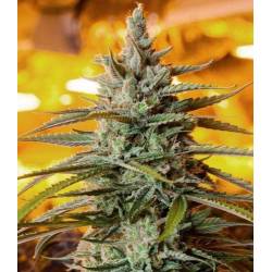 Northern Light Autofloreciente Feminizada de The Bulldog Seeds