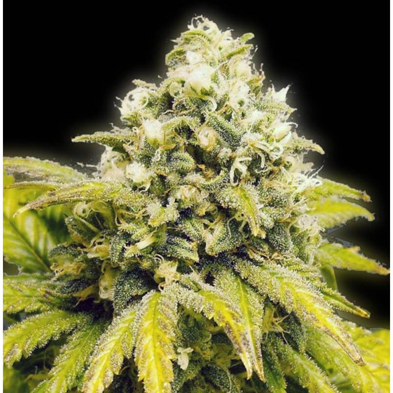 Original Afghan Regular de The Bulldog Seeds