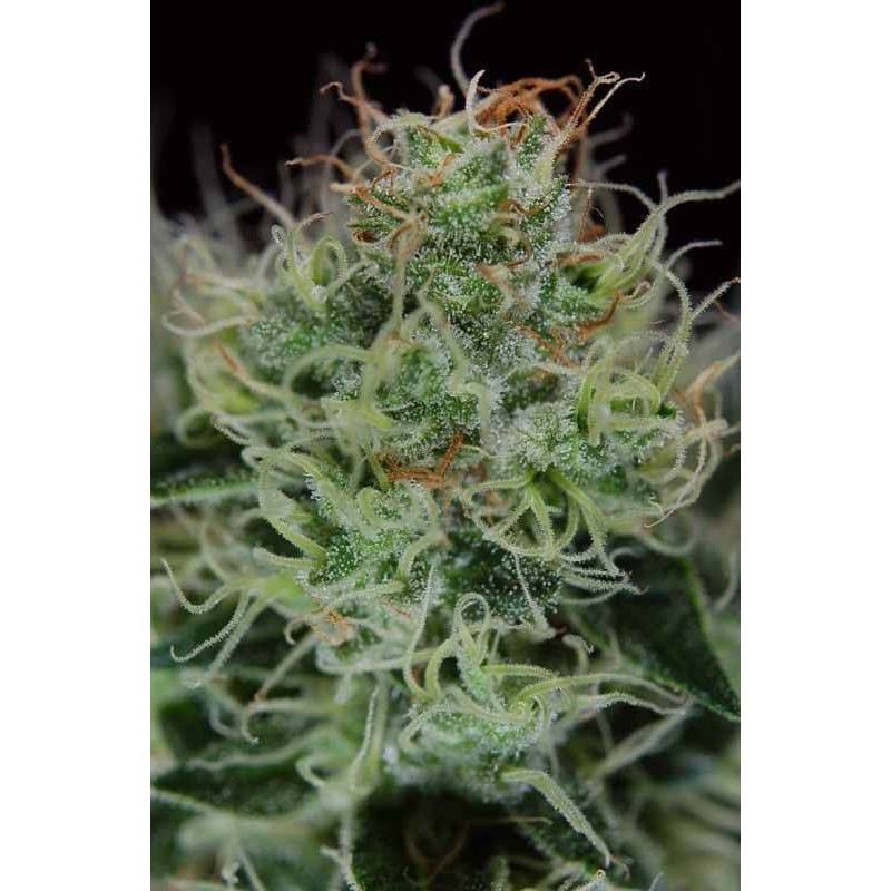 Agent OrangeTga-subcool Regular de Tga-Subcool Agent OrangeTga-subcool Regular de Tga-Subcool