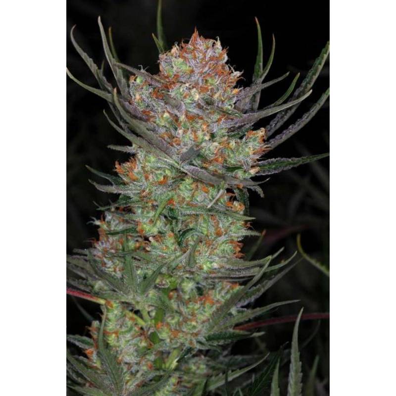 Brian Berry Cough Regular - 10 uds regu