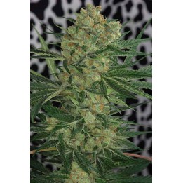 Cheese Quake Regular de Tga-Subcool