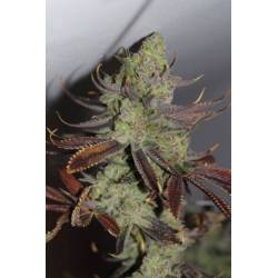 Conspiracy Kush Regular de Tga-Subcool