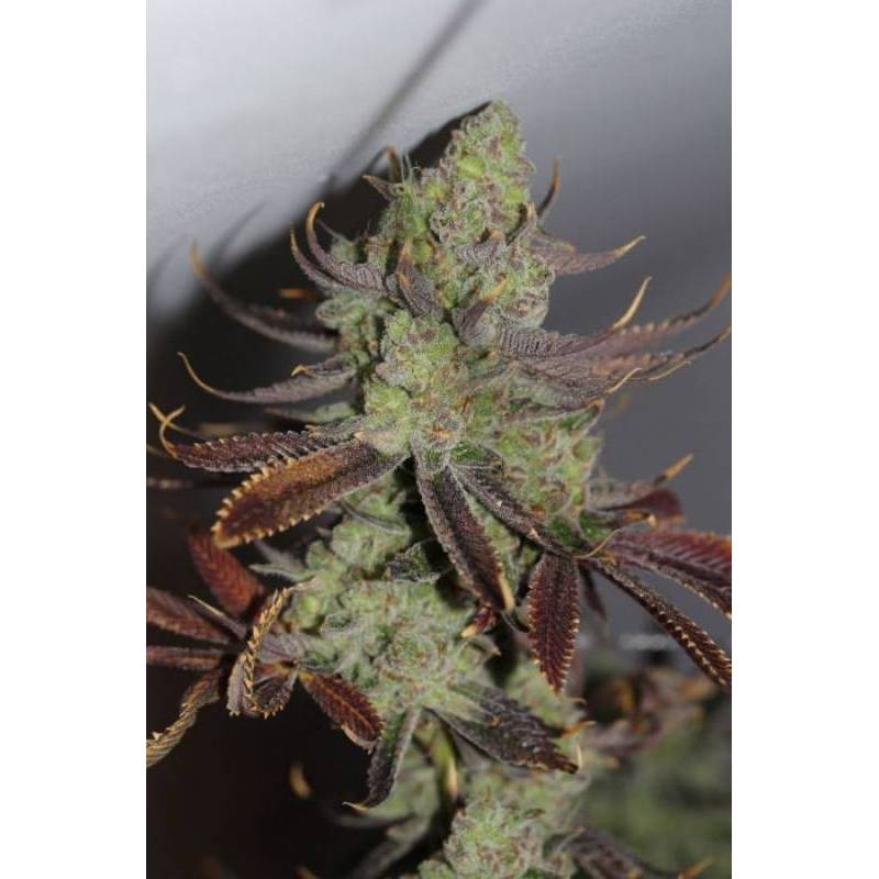 Conspiracy Kush Regular de Tga-Subcool