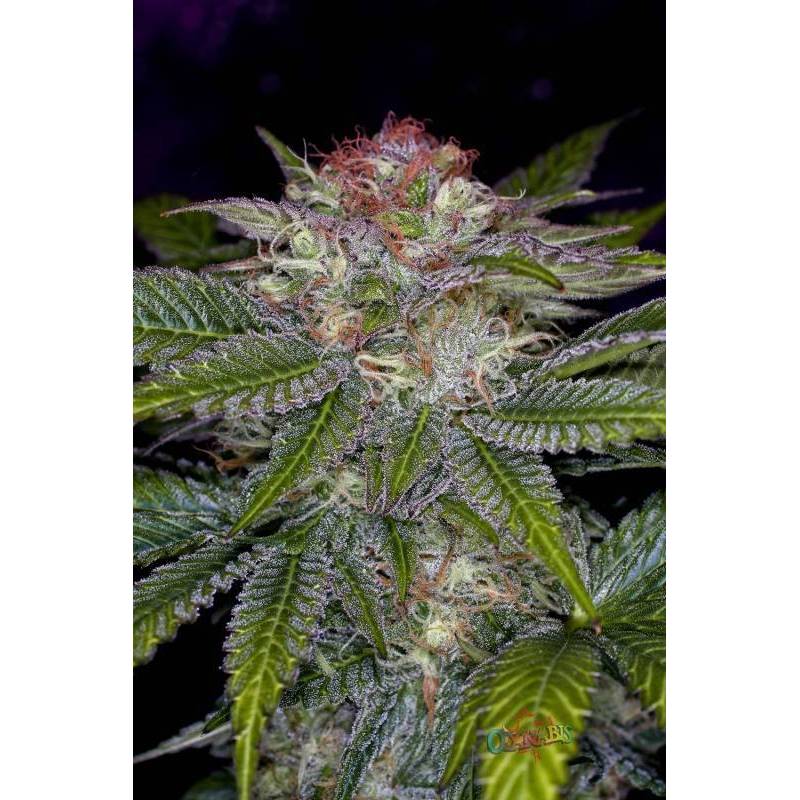 Deep Purple Regular Deep Purple Regular