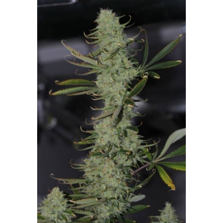 Galactic Jack Regular de Tga-Subcool