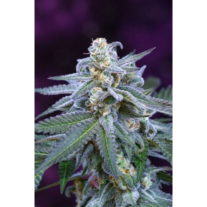 Killer Grape Regular de Tga-Subcool