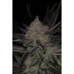 Qrazy Train Regular de Tga-Subcool