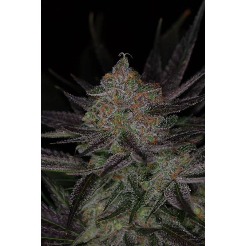 Qrazy Train Regular de Tga-Subcool