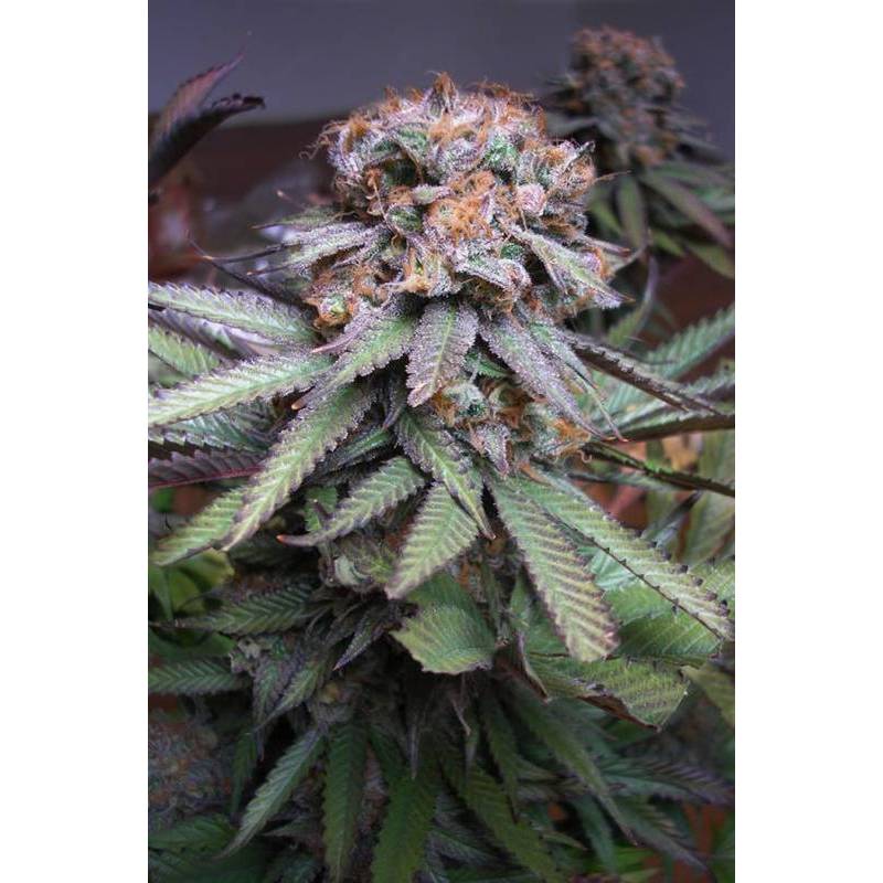 Querkle Regular de Tga-Subcool