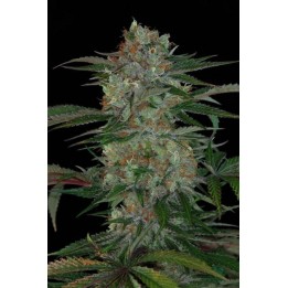 Qush Regular de Tga-Subcool